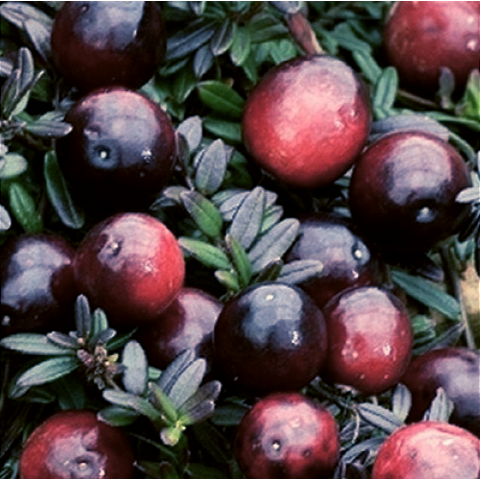 Купить саженцы клюквы 2 года сорт блэк вейл