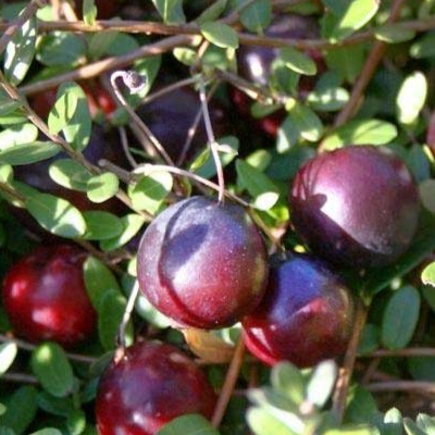 саженцы плодовых кустарников клюква