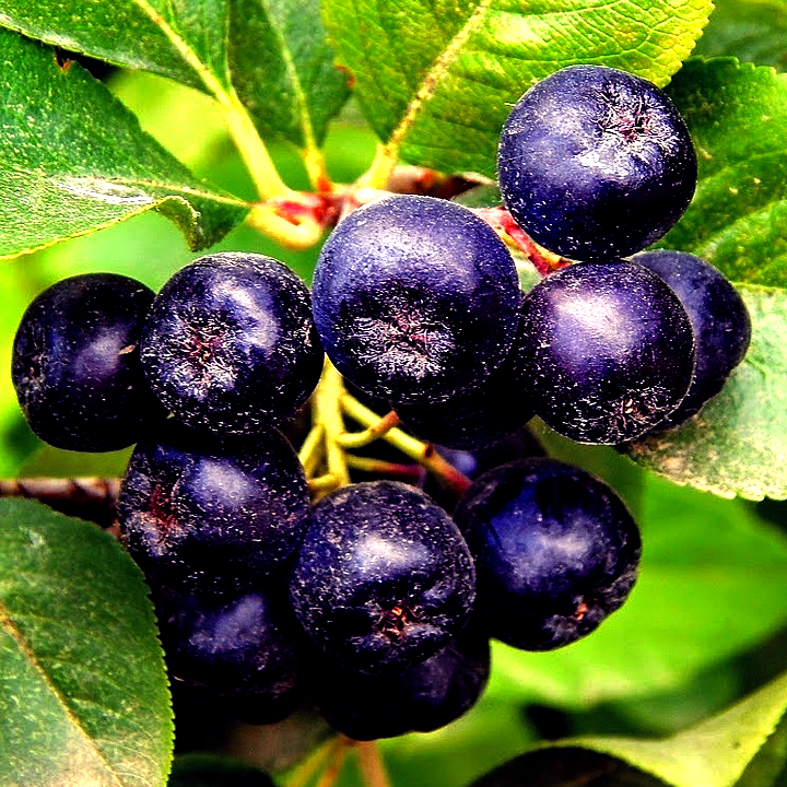 Купить саженцы чернплодной рябины сорт белдер