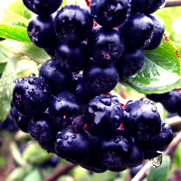 Купить саженцы чернплодной рябины сорт арон