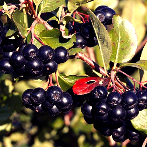 Купить саженцы чернплодной рябины сорт бриллиант