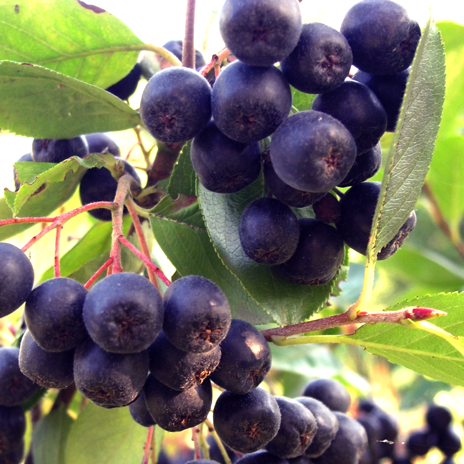 Купить саженцы чернплодной рябины сорт неро