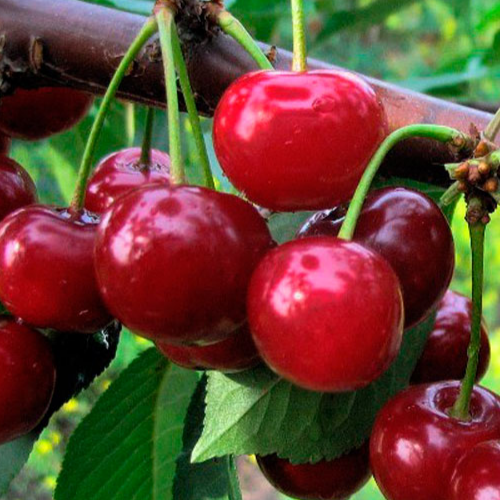 Купить саженцы дюк 7 лет крупномер 