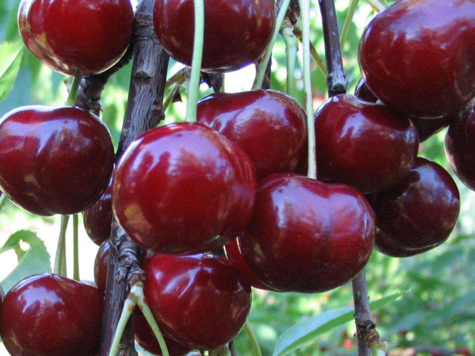 Купить саженцы дюк 7 лет крупномер 