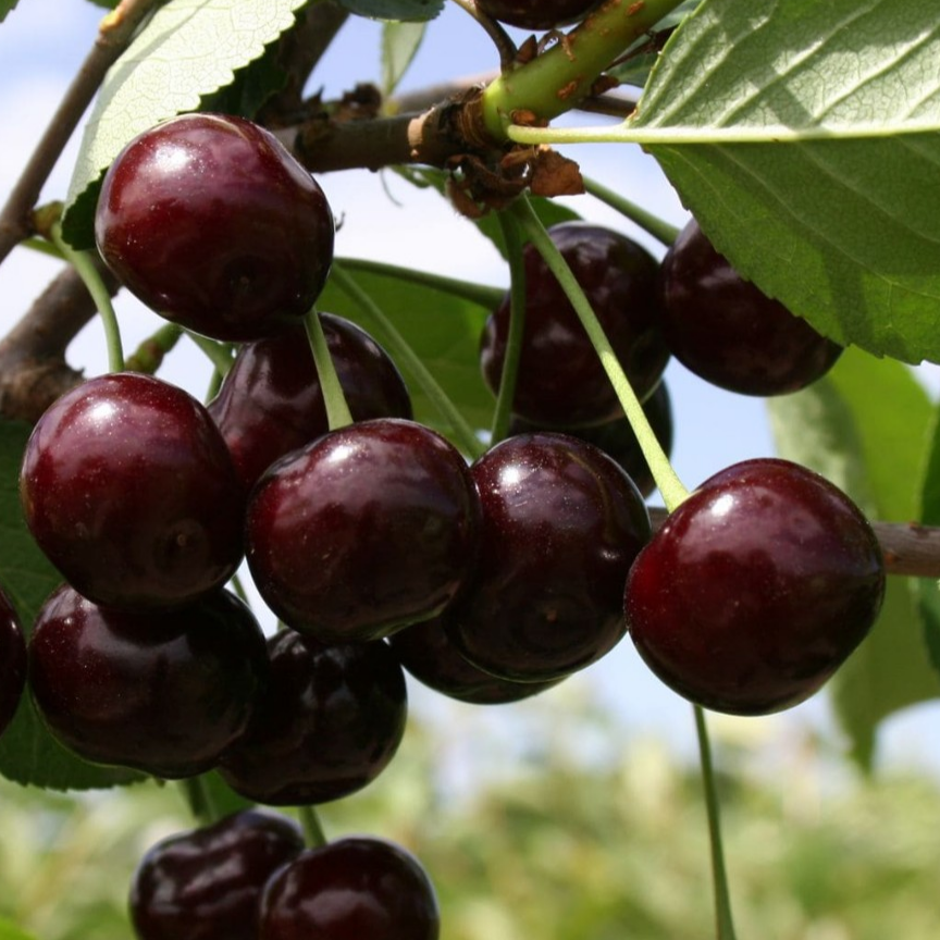 Купить саженцы дюк 7 лет крупномер 