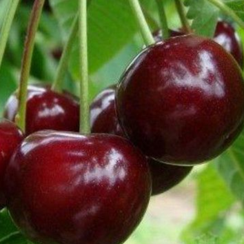 Купить Двухлетние саженцы дюка надежда