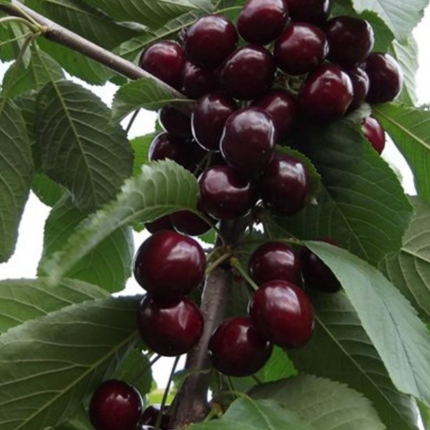 Купить саженцы дюк 7 лет крупномер 