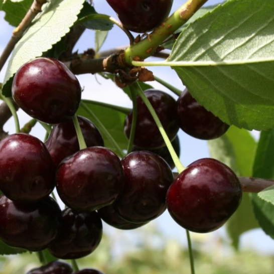 Купить саженцы дюк 7 лет крупномер 