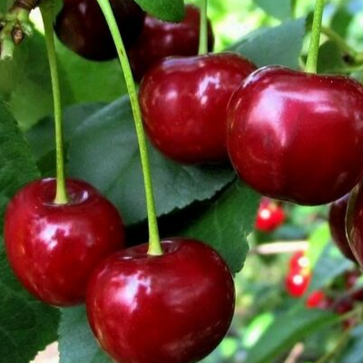 Купить саженцы дюк 7 лет крупномер 