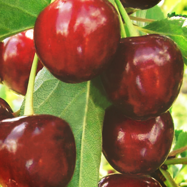 Купить саженцы дюк 7 лет крупномер 