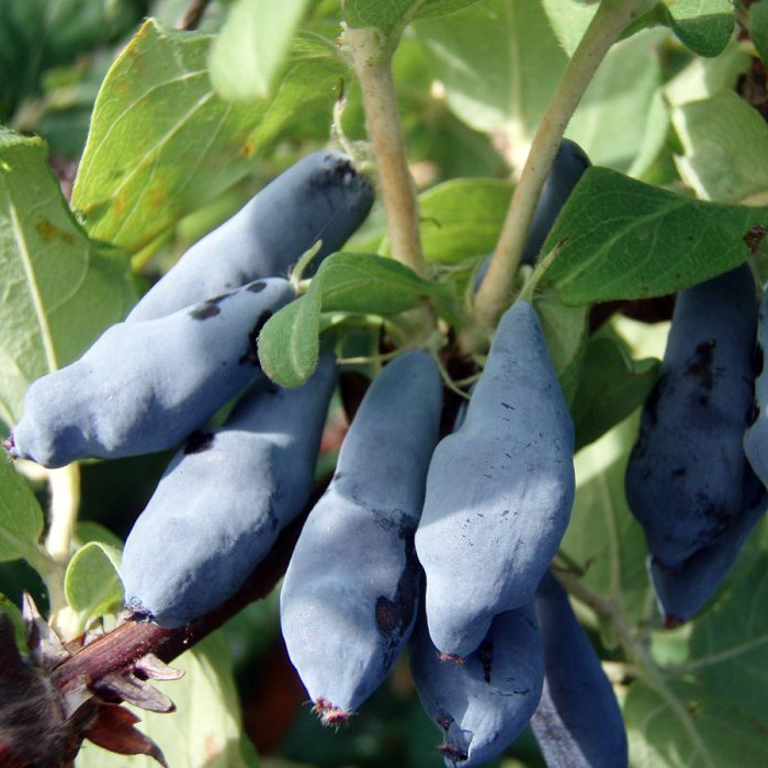 Купить саженцы жимолости трёхлетка