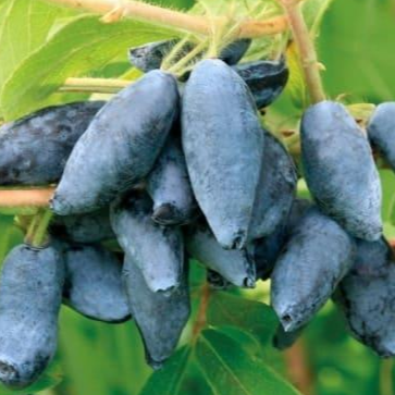 Купить саженцы жимолости 2 года сорт деертная