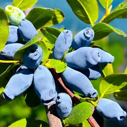 Купить саженцы жимолости 4 года