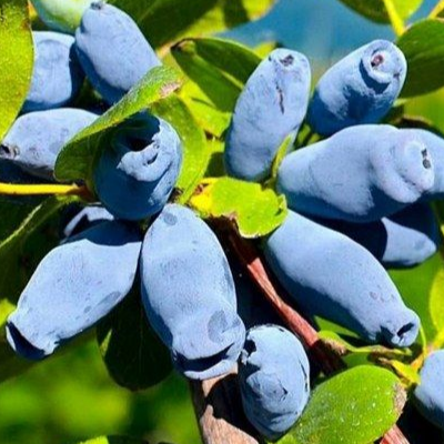 Купить саженцы жимолости 2 года сорт амфора