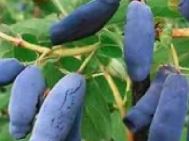 Купить саженцы жимолости 2 года сорт северное сияние