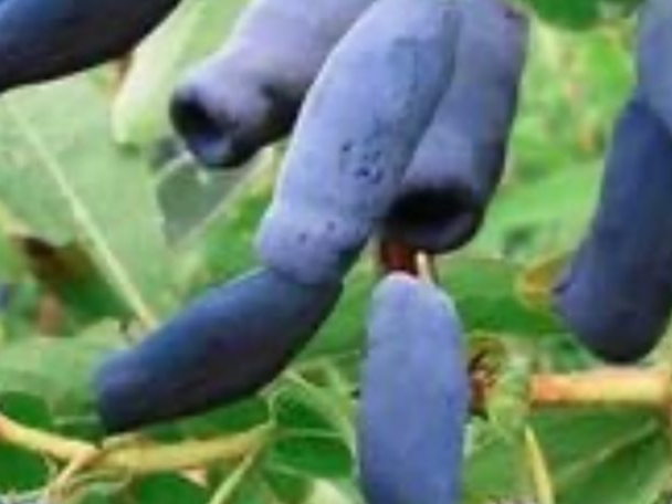 Купить саженцы жимолости 3 года