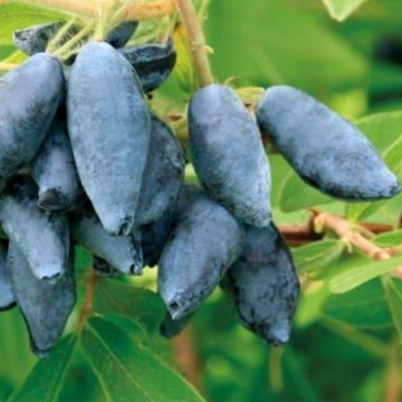 Купить саженцы жимолости 3 года 