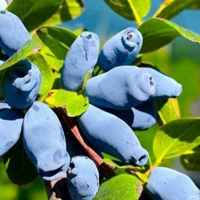 Купить саженцы жимолости 3 года