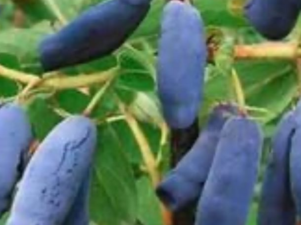 Купить саженцы жимолости 4 года