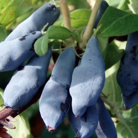 Купить саженцы жимолости 4 года