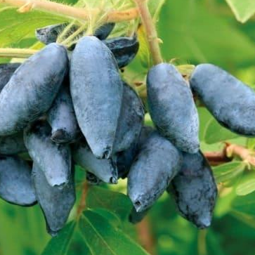 Купить саженцы жимолости 4 года