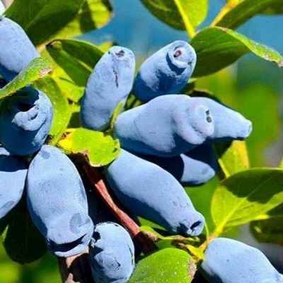 Купить саженцы жимолости 7 лет