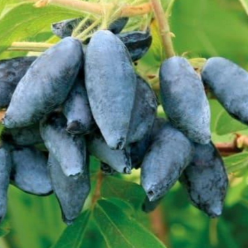 Купить саженцы жимолости 7 лет