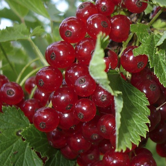 Купить саженцы красной смородины Купить саженцы красной смородины 2 года сорт версальская