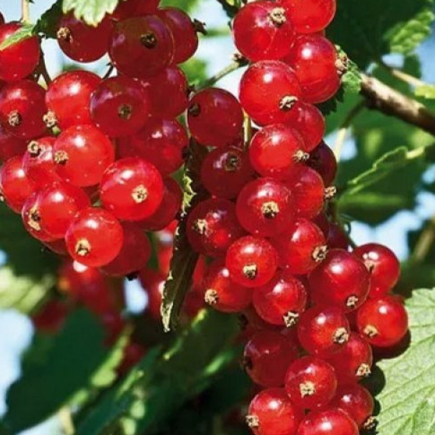 Купить саженцы красной смородины 2 года сорт вика