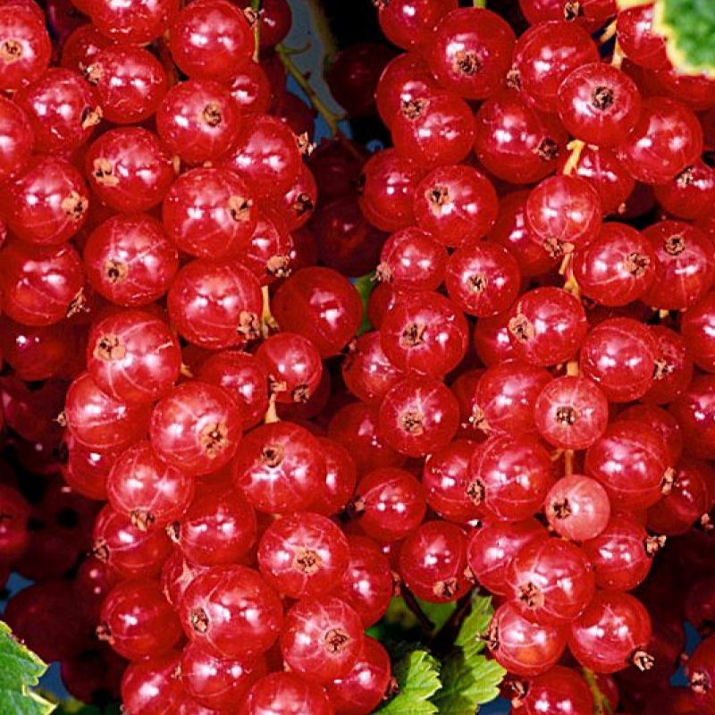 Купить саженцы красной смородины 2 года сорт джонкер