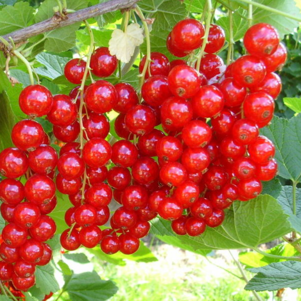 Купить саженцы красной смородины 2 года сорт Сахарная