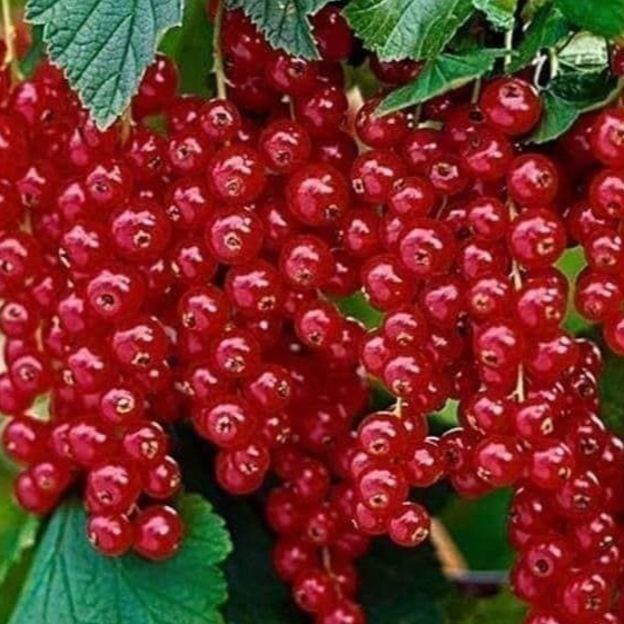 Купить саженцы красной смородины 2 года сорт Нарядная