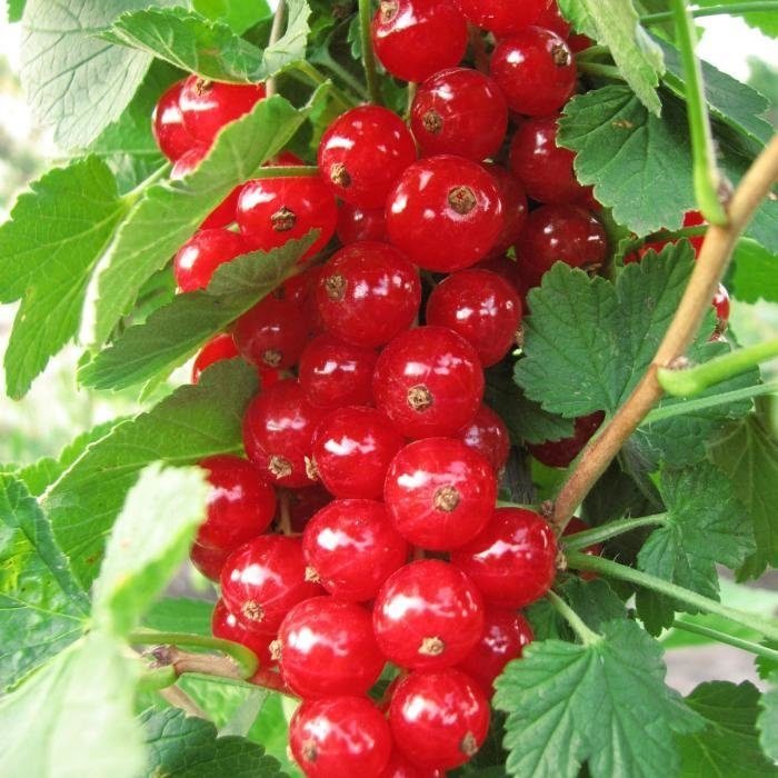 Купить саженцы красной смородины 6 лет