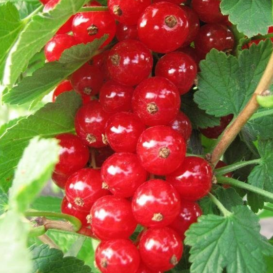 Купить саженцы красной смородины 2 года сорт Чулковскач