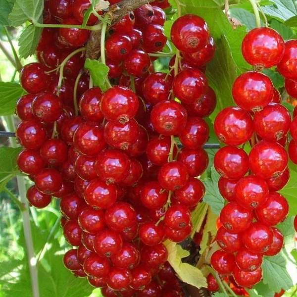 Купить саженцы красной смородины 2 года сорт Красный крест