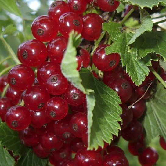 Купить саженцы красной смородины 3 года