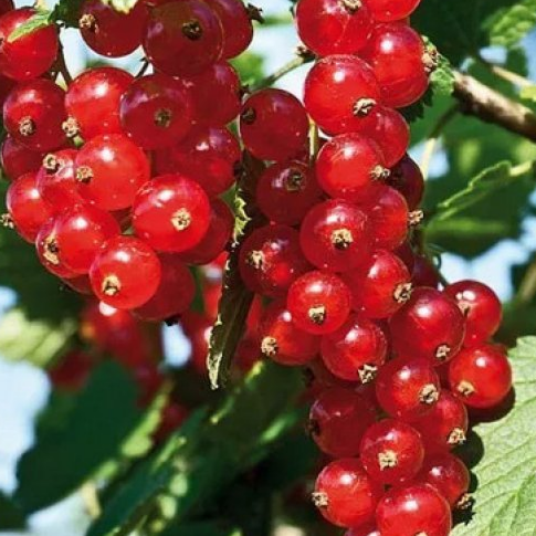 Купить саженцы красной смородины 3 года