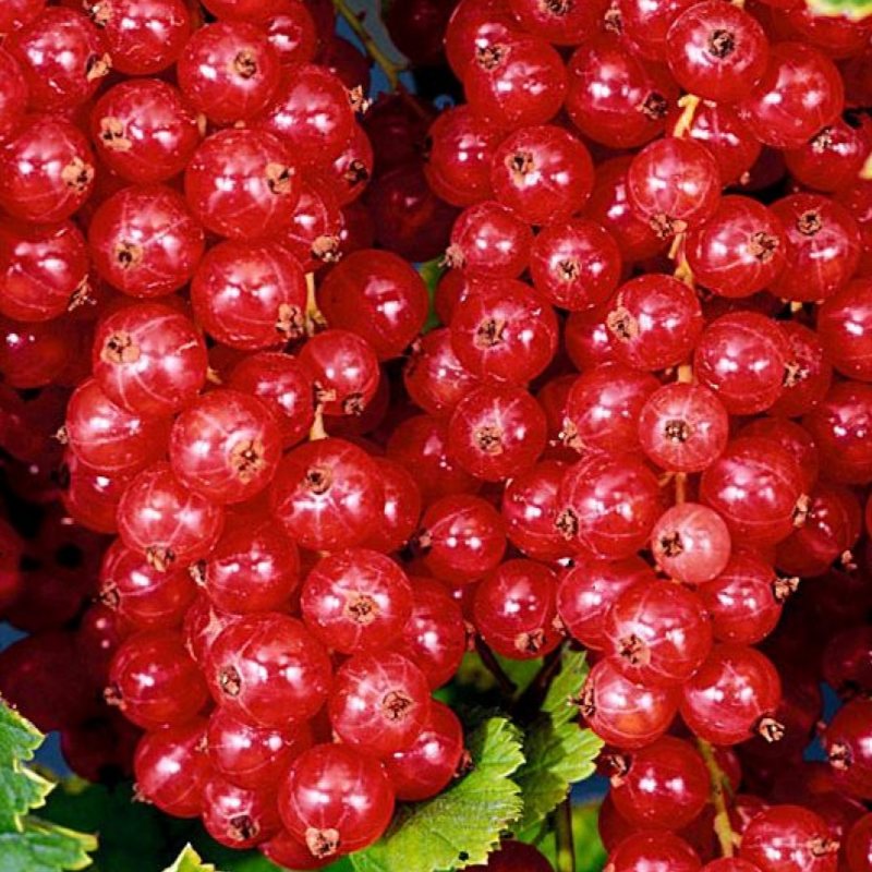 Купить саженцы красной смородины 3 года