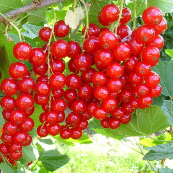 Купить саженцы красной смородины 3 года