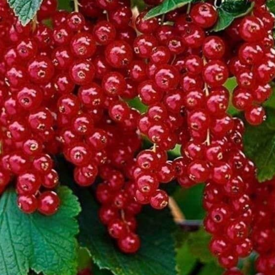 Купить саженцы красной смородины сорт Нарядная