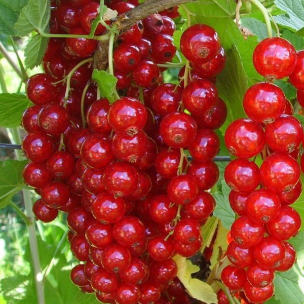 Купить саженцы красной смородины 3 года