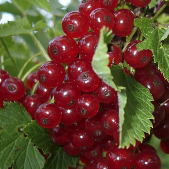 Купить саженцы красной смородины 6 лет