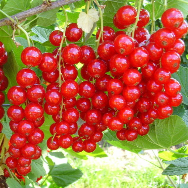 Купить саженцы красной смородины 6 лет