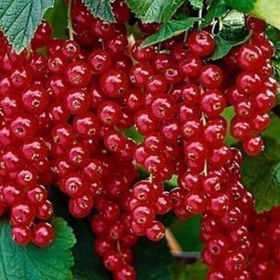 Купить саженцы красной смородины 6 лет