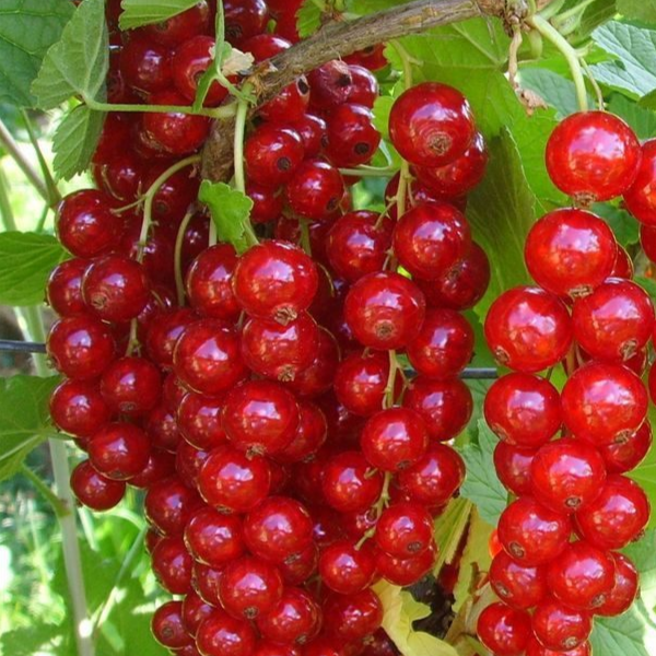 Купить саженцы красной смородины 6 лет