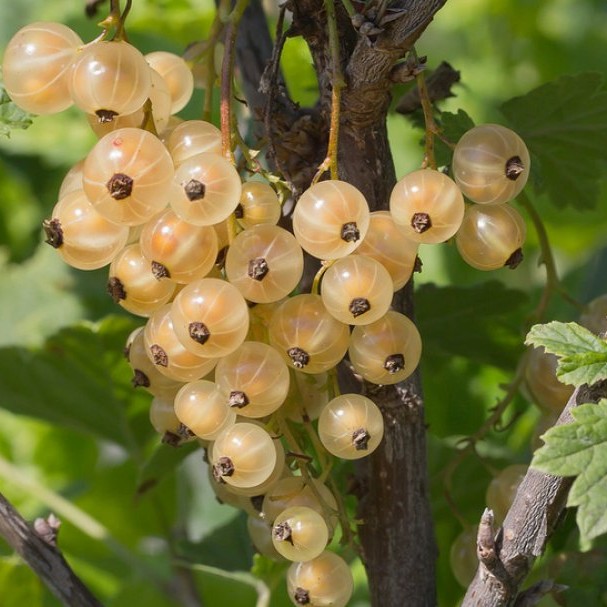 саженцы плодовых кустарников  смородина