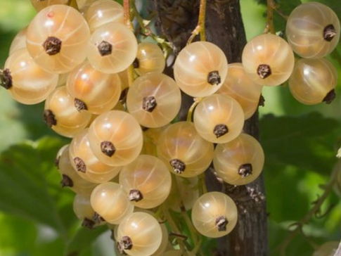 Купить саженцы белой смородины 3 года сорт Белая фея