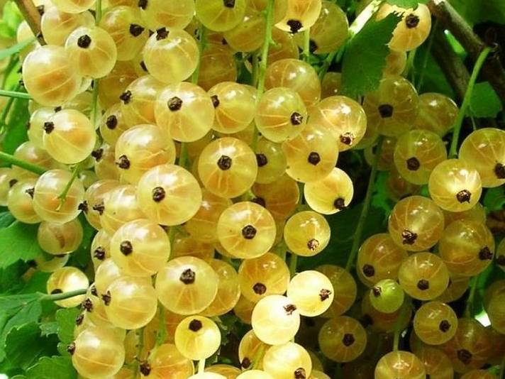 Купить саженцы белой смородины 3 года сорт Версальская