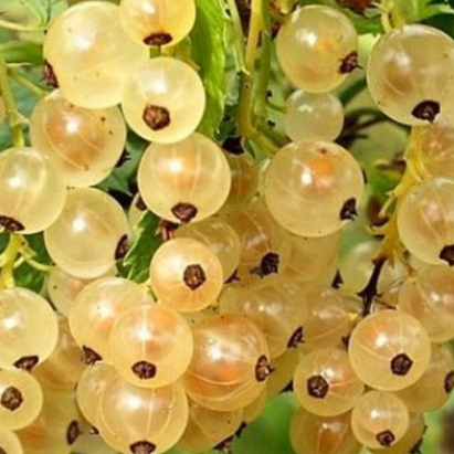 Купить саженцы белой смородины 3 года сорт Виноградная