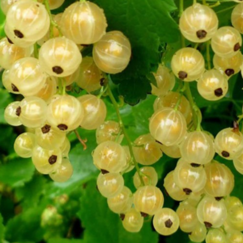 Купить саженцы белой смородины 3 года сорт Голландская